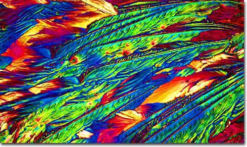 Photograph of Dos Equis Special Lager under the microscope