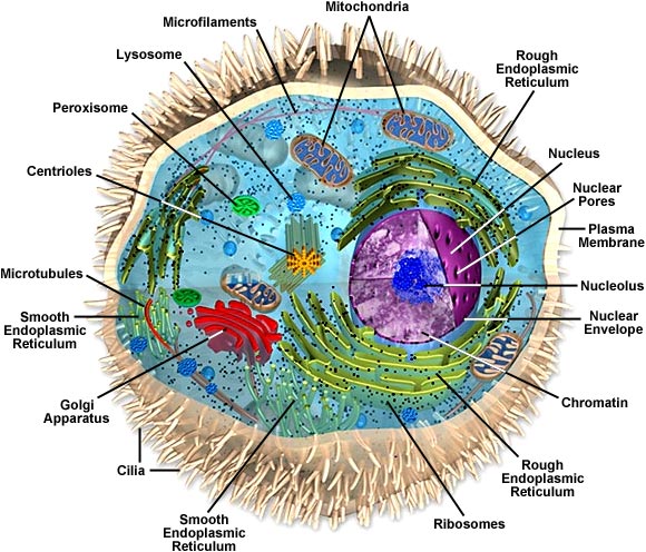 animal cell model with labels. Anatomy of the Animal Cell