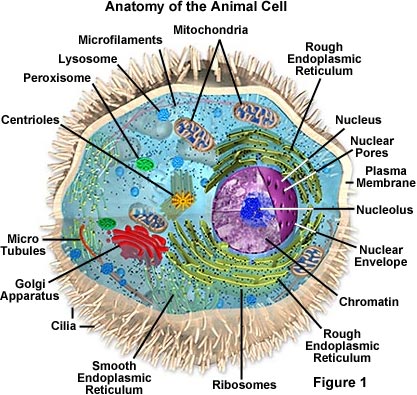 animal cell membrane. Anatomy of the Animal Cell