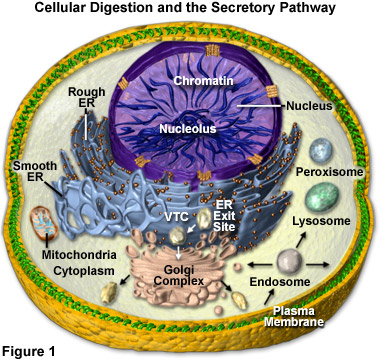 Cell Digestion and the Secretory Pathway