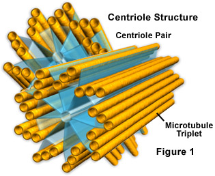 Centrioles In Cell