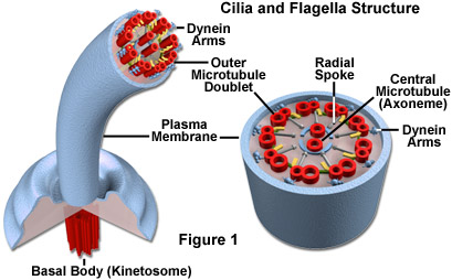 Ultrastructure of Cilia and Flagella