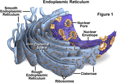 Endoplasmic Reticulum and Nuclear Envelope