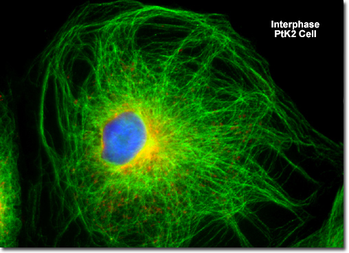 Observing Mitosis with Fluorescence Microscopy. Interphase