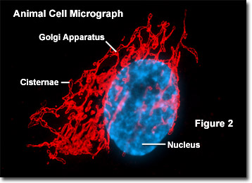Animal Cell Golgi Apparatus