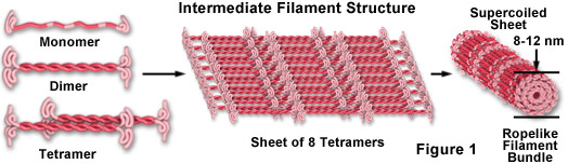 intermediate-filaments-tonofilaments