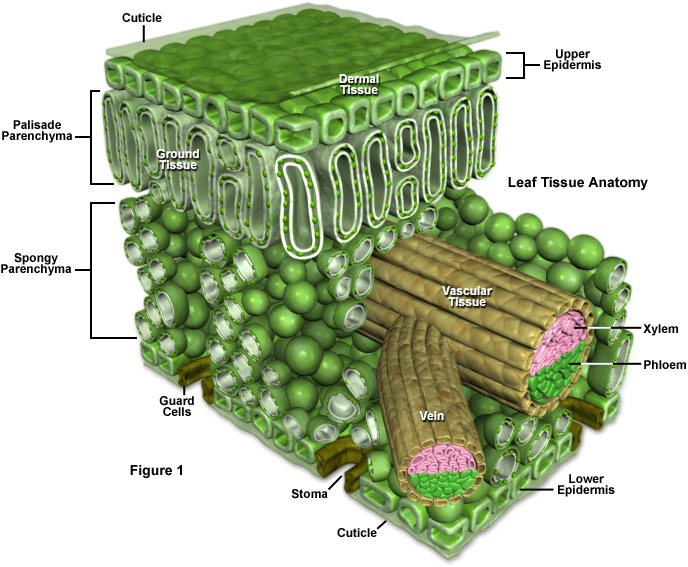 Ground Tissue Of Leaves Is Called