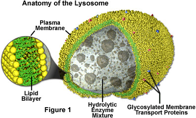 Pictures Of Lysosomes