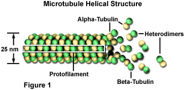 Microtubule Helical Structure