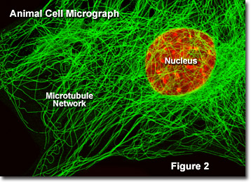 Animal Cell Microtubule Network