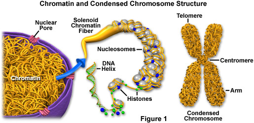 chromosomes in animal cell. chromosomes during cell