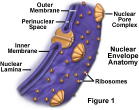 Nucleus Pores