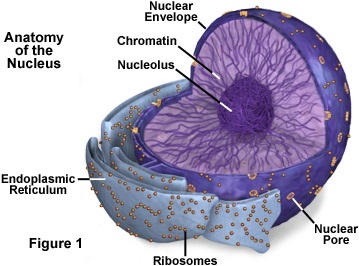 A Cell Nucleus
