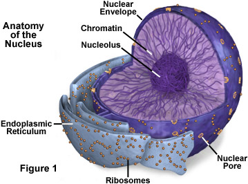 Function Of Nucleus