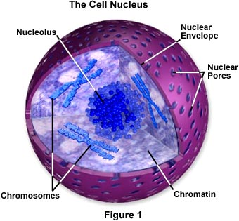 What is the purpose of the nucleolus?