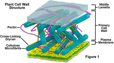 Wall on Molecular Expressions Cell Biology  Plant Cell Structure   Cell Wall