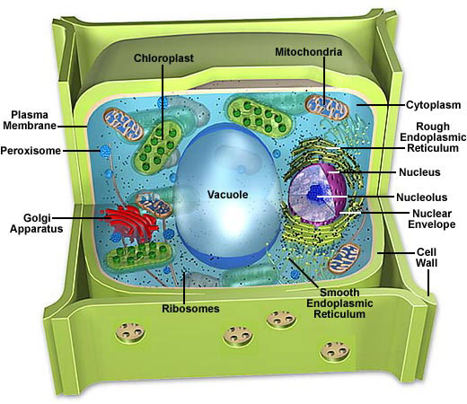 Anatomy of the Plant Cell