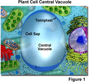 Plant Cell Vacuole