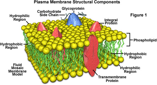 plasma membrane model