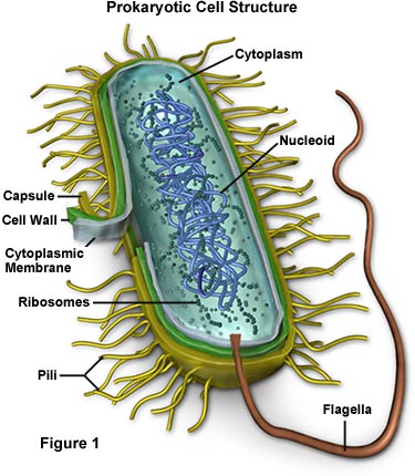 animal cell parts diagram. Bacteria Cell Structure