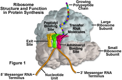 protein synthesis ribosome