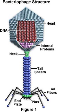 Ett schematiskt binalt virus (bakteriofag). 
