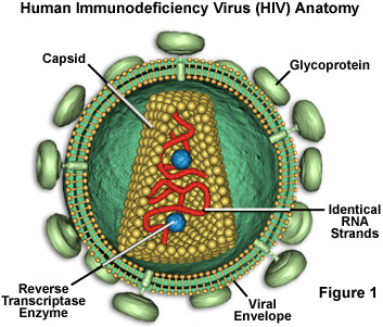 Human Immunodeficiency Virus Structure