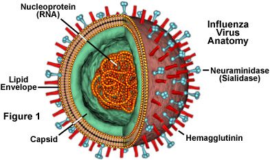 Molecular Expressions Cell Biology: The Influenza (Flu) Virus