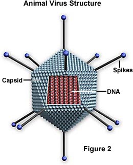 Ett schematiskt polyedriskt virus