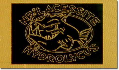 Hydrolycus (Darkfield Illumination)