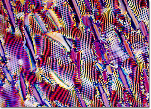 Batonnet Formation in Magnetically Aligned DNA Liquid Crystals