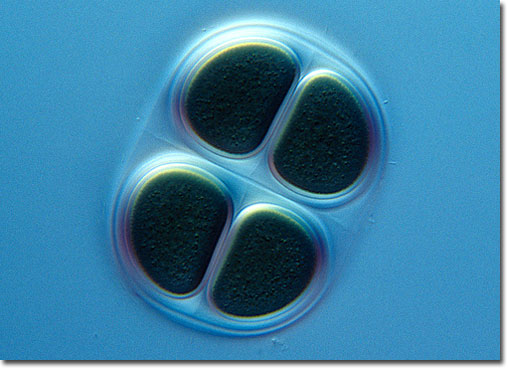Chroococcus Cyanobacteria