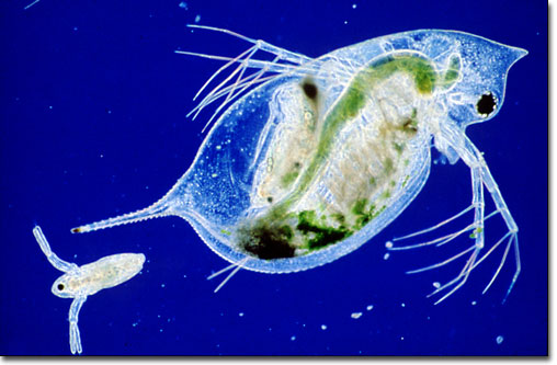 A daphnia and its offspring