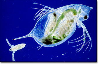 A daphnia and its offspring