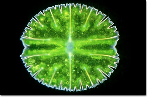 Micrasterias rotata, desmid algae
