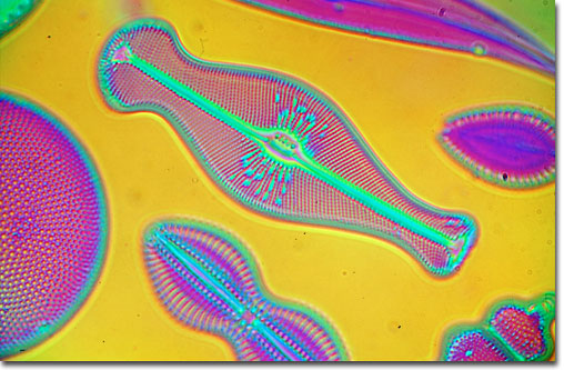 Mixed diatoms