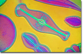 Mixed diatoms