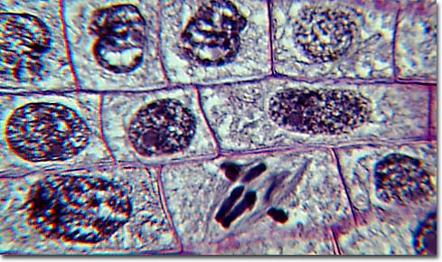 animal cell undergoing mitosis. The process in cell division