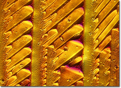 Photograph of saponin under the microscope