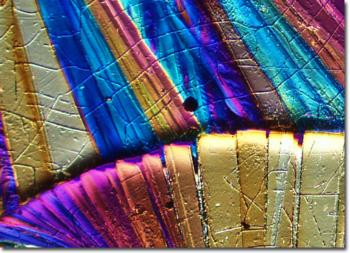 Photograph of zeaxanthin under the microscope