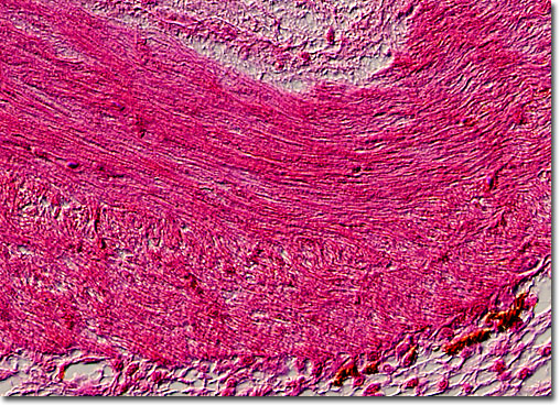 fibres under microscope. +tissue+under+microscope