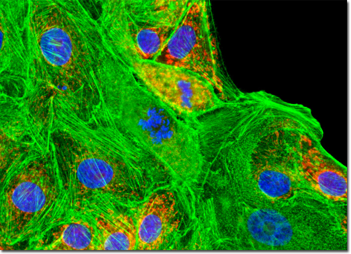 Madin-Darby Canine Kidney Epithelial Cells (MDCK Line)></A></P>

<TABLE BORDER=