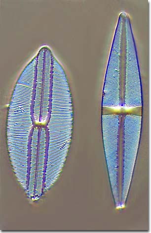 Molecular Expressions Microscopy Primer: Specialized Microscopy