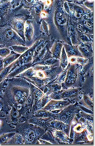 Most animal cells display a finite lifetime when isolated and grown in a