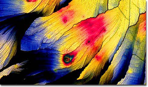 Photomicrograph of Lotus Blossom