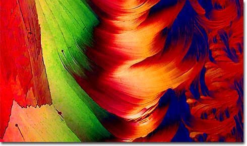 Photomicrograph of red orche