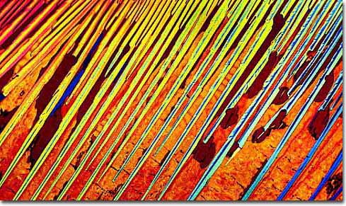 Photograph of Michelob Amber Bock under the microscope