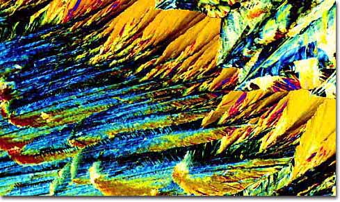 Photograph of Saxer Pilsner under the microscope