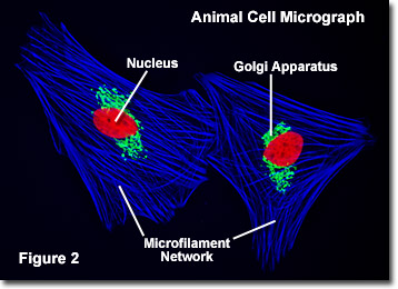 microscope images of animal cells