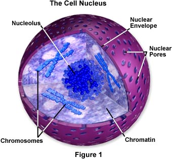 Molecular Expressions Cell Biology Animal Cell Structure Nucleus